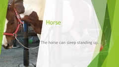 Welcome to Naruse Zoo